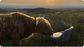 Highland cow in a scenic mountain landscape
